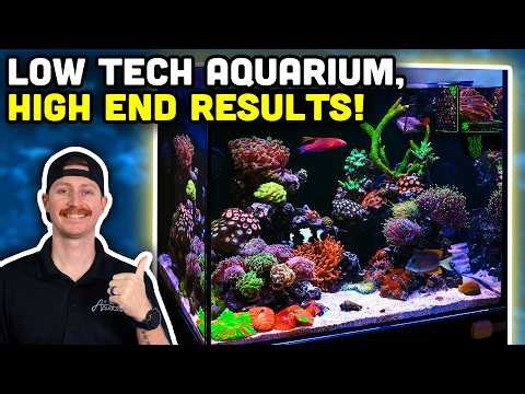 Nano Tank with STUNNING Scoly Garden! No Controller Reef Tank!