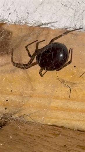 is this a black widow spider 🕷️
