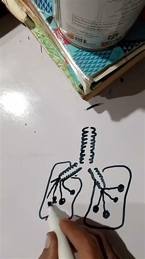 How to draw Lung diagram#lunges #diagram #structure #of #lunges