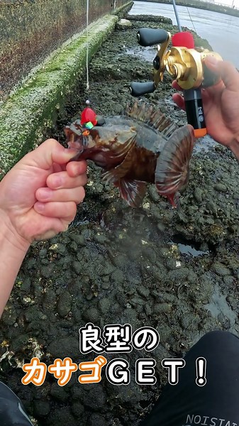 【穴釣り】水たまりから魚が釣れる動画 #穴釣り#fishing#カサゴ
