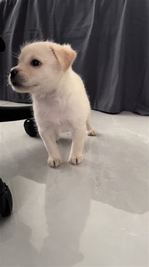 Adorable Puppy Moments That Will Melt Your Heart