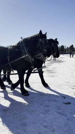 64K views · 1.1K reactions | ❄️What Michigan winter adventures are...