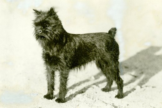 Affenpinscher History: From Ratters to Charming Companions