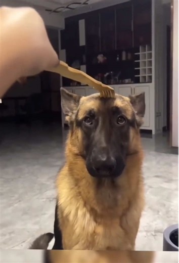 Goofy Pups Being Extra: Hilarious Dog Moments