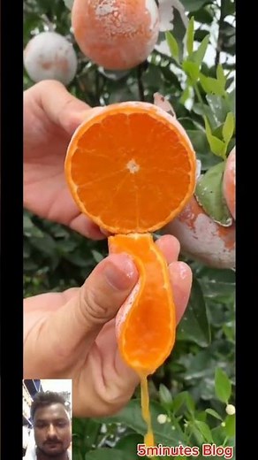 how to make a fruit smoothie with a ninjablender #satisfying