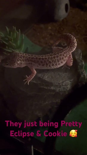 They just being Pretty Eclipse & Cookie 🥰