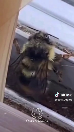 Spooky Phonk Funk Playlist