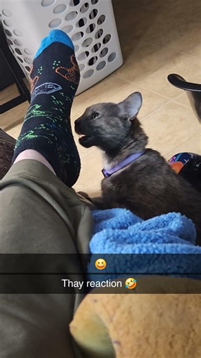 Cat Disagrees with sock! #cat #kitty #catsofyoutube #funny #socks #sniffing