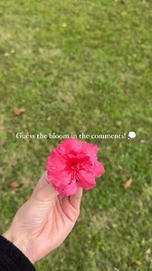 Which Encore Azalea variety do YOU think this bloom is? 🌸 Submit your guess in the comments 💬 | Encore Azalea