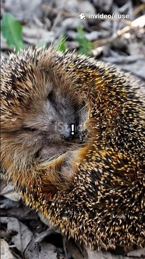 Le Hérisson : Défense Douce mais Efficace