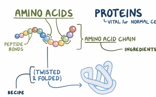 「Molecular Biology」08 Amino acids and protein folding