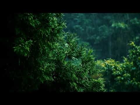 Calming Rain Sound | Copyright-Free Nature Sounds ☔🌿