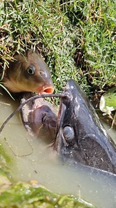 Unbelievable technique fish hunting video #fish #reels #video | Discovery Site