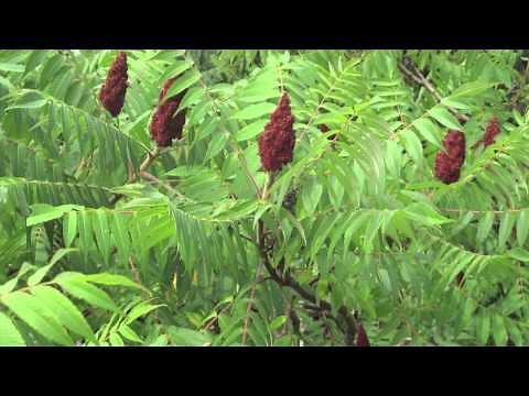 Fast Growing Staghorn Sumac