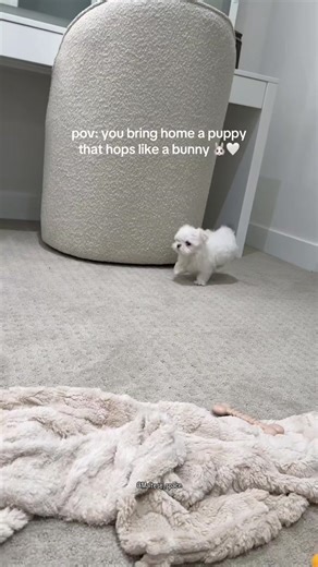 Maltese on Instagram: "Adorable 💕💕 #maltese #malteselove #maltesepuppy #maltesegram #malteseofinstagram dogsofinstagram doglife instadog puppyoftheday doglover puppylife dogcommunity doglovers dogworld dogdaily cutedog happydog fluffydog malteselovers maltesedaily"