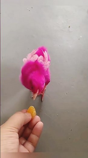 The Cutest Baby Chick Story That Will Melt Your Heart 🐥💛 #shorts #animals #trending #viral