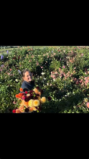 Taking a moment and reflecting on my dahlia season. It was more amazing than I ever could have imagined. It was such a magical place on the farm. We planted around 1200 tubers in the summer of 2024. We over wintered them and wow were we rewarded this year. Not just in blooms but now in tubers !!! We dug them at the end of 2025 and are now going through the process of dividing them. So for the first time we are selling our favorite tubers online!!!! We have a handful of varieties already listed o