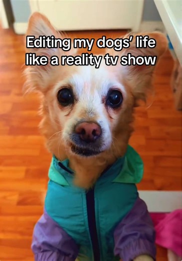 Keeping up with June and Mabel. one goal in mind. always food related. #dogs #dogsoftiktok #dogsoftiktokviral #realitytv #dogsvideo