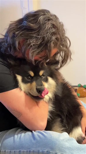 Bob and Larry aren’t quite in agreement on this matter 🤭 #finnishlapphund #dogsoftiktok #puppylove #fluffydog #fyp #dogmeme #funnydogs #foryoupage #lapinkoira #cutedog #fluffydog #puppy #puppylove #puppyloversoftiktok #dogtok