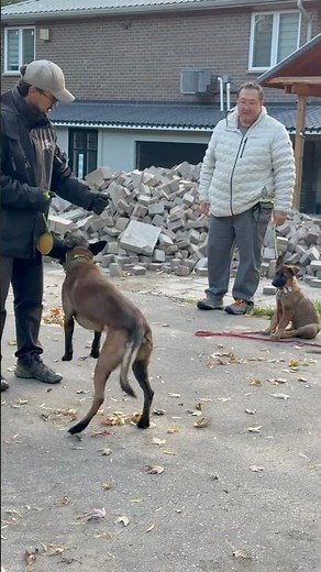 German Shepherd/Caucasian Ovcharka Shepherd puppy group class training 저먼셰퍼드 코카시안 오브차카 셰퍼드 강아지 훈련