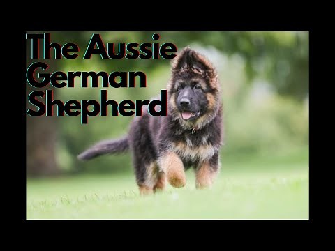 Meet The German Shepherd Australian Shepherd Mix!
