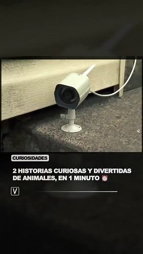 2 Historias Divertidas y Curiosas de Animales en 1 Minuto