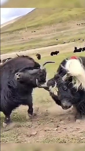 REAL Yak Battle | Behind Nature's Most Powerful Battles #angry #wildanimals #tibet #wildlife #top
