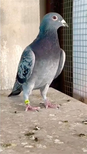 Falcon-Style Racing Pigeon Structure Explained! 🦅💨 #kabootar #kabutar