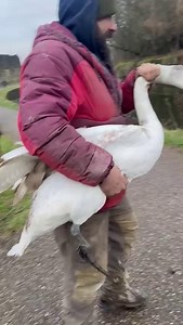 84K views · 219 reactions | Watch the heartwarming moment this young swan spreads its wings and shakes its tail feathers at this Burnley builder who rescued it from his yard and returned it safely to the canal at Rosegrove For the full story see the comments below | Burnley Express | Facebook