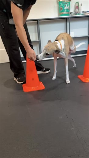 Stetson the Whippet is back for more rehabilitation therapy with Dr. Broadhurst and tackling the Cavaletti obstacle course with enthusiasm. As a recent amputee, Stetson is doing incredibly well. His rehab exercises are carefully adapted to strengthen his core, improve balance, and support confident movement. These customized sessions help amputee pets thrive, stay active, and maintain long-term mobility. Learn how rehab exercises support recovery and adaptation: Rehab4Pets.com/exercise #Colleyvi
