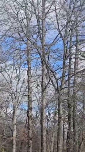 Mississippi Storm w/ bird and ice in trees #winter
