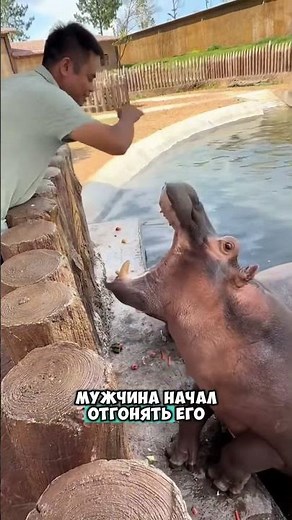 Бегемот хочет арбуз 😮￼