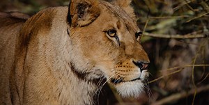 Virtual internship programs | GVI