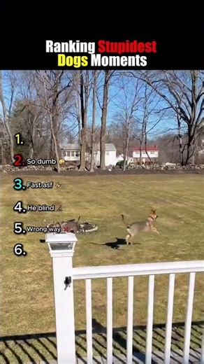Ranking Stupidest Dogs Moments! 🐶