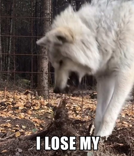 Adorable Wolf Puppies Playing in the Wild