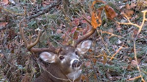 101K views · 717 reactions | Have you ever wondered what a whitetail...