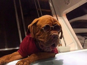 7.7K views · 260 reactions | Global Dog Training on Reels | Facebook