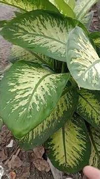 três erro pq seu comigo ninguém pode não cresce #plantas #dicas #plants