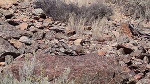 2.9K views · 45 reactions | Chukars run and hop about the steep...