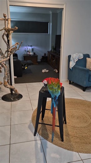 13K views · 1.1K reactions | The mission so far is to fly to the stool and return with the coin and cup. Griffin has nailed the assignment. We need better equipment I think. The possibilities are endless with these tricks. Adding extra steps makes things so much more interesting. Side note - How handsome is Master Griffin looking at the moment?  | Eddie's Flight Club | Facebook