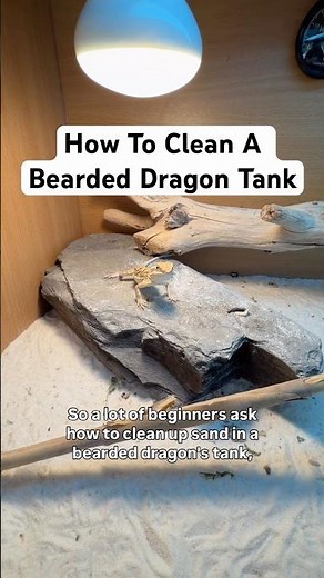 How to clean a bearded dragon tank!