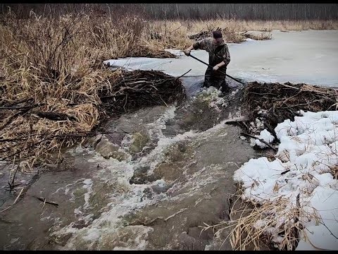 Big Iced Up Beaver Dam Removal. Lots Of Water & Ice Released