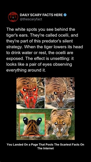 The white spots behind a tiger’s ears are called ocelli — and they’re not just markings. When the tiger lowers its head, the spots resemble glaring eyes, deterring predators and confusing prey. This silent strategy is nature’s camouflage at its finest — an illusion so effective it makes one of the world’s most feared predators look like it’s always watching. 🔴 Follow @thescaryfact for more eerie secrets hidden in nature. | thescaryfact