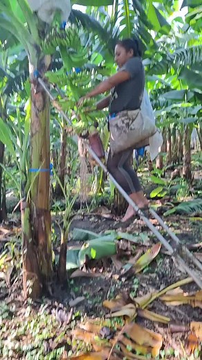 Harvesting Bananas: Techniques in a Plantation