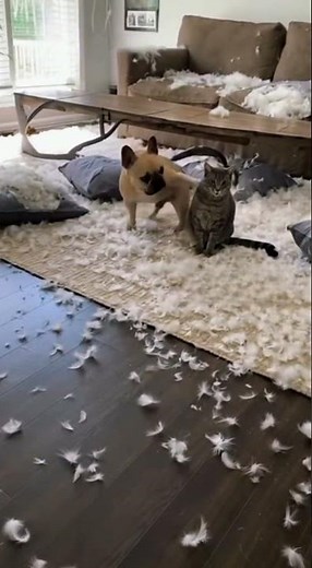 The Great Feather Pillow Heist: French Bulldog & Cat Caught Red-Pawed!