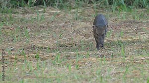 tracking shot as a collared peccary approaches at dusk and then pauses at corcovado national park of costa rica