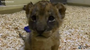 WATCH: The baby lion cubs at the Peoria Zoo are too precious for words! | Good Morning America