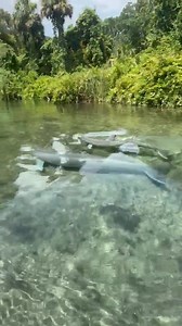 Dolphin fun on the Weeki Wachee today! | SUP WEEKI