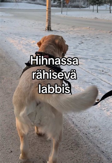 Training a Reactive Labrador: Tips and Techniques