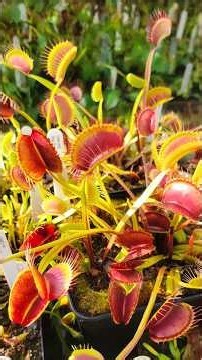 How many carnivorous plants do you think are in this collection? 🌿👇#garden #plants #garden